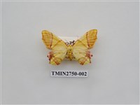 藏品(尺蛾316)的圖片